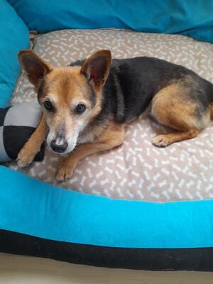 HAPPY, Mischling - Rüde