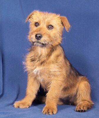 HAPPY - R E S E R V I E R T !!!!! sehr freundlich, gutmütig, fröhlich, lebhaft, verspielt, intelligent, Mischling - Hündin