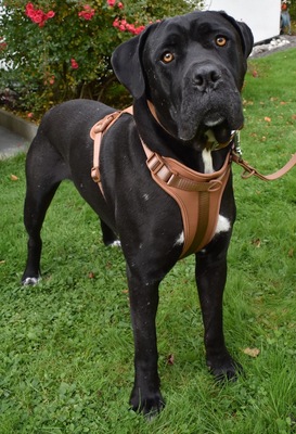 HAPPY - SUCHT DRINGEND EIN ZUHAUSE!!!!! menschenorientiert, freundlich, verschmust, selbstbewusst, bewegungsfreudig, intelligent, Cane Corso (Video auf HP) - Betreuungsplatz OÖ - Rüde