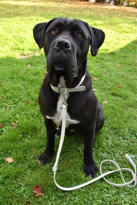 HAPPY - SUCHT DRINGEND EIN ZUHAUSE!!!!! menschenorientiert, freundlich, verschmust, selbstbewusst, bewegungsfreudig, intelligent, Cane Corso (Video auf HP) - Betreuungsplatz OÖ - Rüde