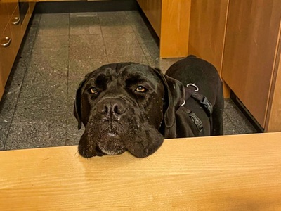 HAPPY - SUCHT DRINGEND EIN ZUHAUSE!!!!! menschenorientiert, freundlich, verschmust, selbstbewusst, bewegungsfreudig, intelligent, Cane Corso (Video auf HP) - Betreuungsplatz OÖ - Rüde