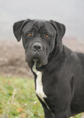 HAPPY - menschenbezogen, freundlich, zutraulich, verschmust, selbstbewusst, gutmütig, Cane Corso (Video auf HP) - Rüde