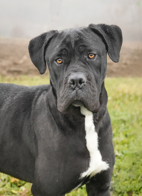 HAPPY - menschenbezogen, freundlich, zutraulich, verschmust, selbstbewusst, gutmütig, Cane Corso (Video auf HP) - Rüde