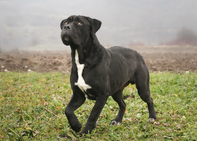 HAPPY - menschenbezogen, freundlich, zutraulich, verschmust, selbstbewusst, gutmütig, Cane Corso (Video auf HP) - Rüde