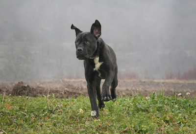 HAPPY - menschenbezogen, freundlich, zutraulich, verschmust, selbstbewusst, gutmütig, Cane Corso (Video auf HP) - Rüde