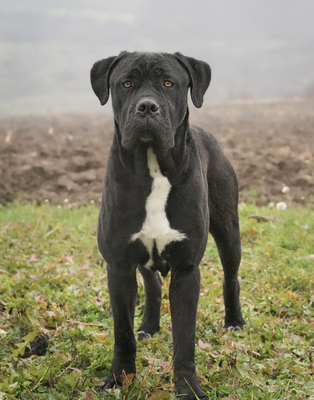 HAPPY - menschenbezogen, freundlich, zutraulich, verschmust, selbstbewusst, gutmütig, Cane Corso (Video auf HP) - Rüde