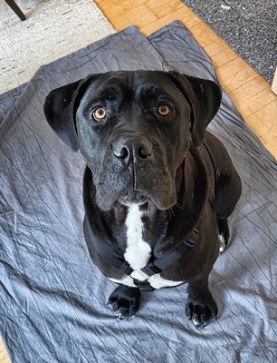 HAPPY - menschenorientiert, freundlich, verschmust, selbstbewusst, bewegungsfreudig, intelligent, Cane Corso (Video auf HP) - Betreuungsplatz OÖ - Rüde