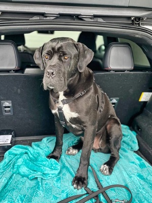 HAPPY - menschenorientiert, freundlich, verschmust, selbstbewusst, bewegungsfreudig, intelligent, Cane Corso (Video auf HP) - Betreuungsplatz OÖ - Rüde