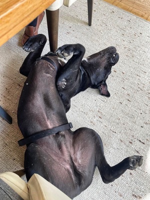 HAPPY - menschenorientiert, freundlich, verschmust, selbstbewusst, bewegungsfreudig, intelligent, Cane Corso (Video auf HP) - Betreuungsplatz OÖ - Rüde