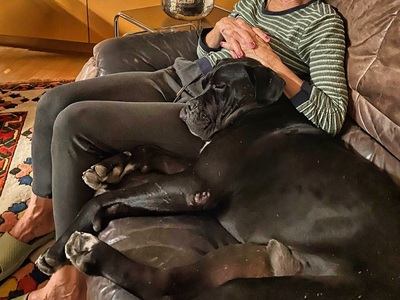 HAPPY - menschenorientiert, freundlich, verschmust, selbstbewusst, bewegungsfreudig, intelligent, Cane Corso (Video auf HP) - Betreuungsplatz OÖ - Rüde