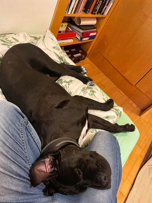 HAPPY - menschenorientiert, freundlich, verschmust, selbstbewusst, bewegungsfreudig, intelligent, Cane Corso (Video auf HP) - Betreuungsplatz OÖ - Rüde