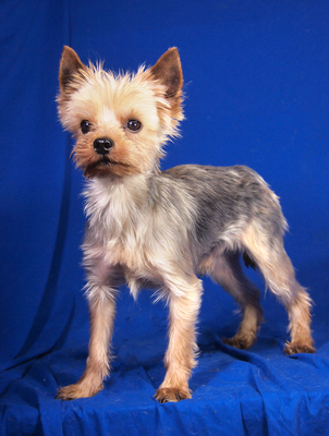 HARLEY - R E S E R V I E R T !!!!! sehr lieb, anhänglich, lebhaft, intelligent, fröhlich, katzenverträglich, anfangs etwas ängstlich, Yorkshire Terrier - Rüde