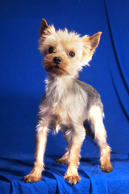 HARLEY - R E S E R V I E R T !!!!! sehr lieb, anhänglich, lebhaft, intelligent, fröhlich, katzenverträglich, anfangs etwas ängstlich, Yorkshire Terrier - Rüde
