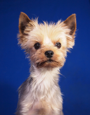 HARLEY - sehr lieb, anhänglich, lebhaft, intelligent, fröhlich, katzenverträglich, anfangs etwas ängstlich, Yorkshire Terrier - Rüde