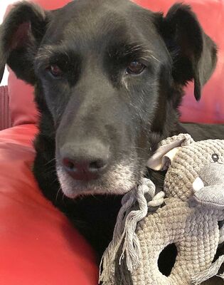 HARPER Labimixhündin, Labradormix - Hündin