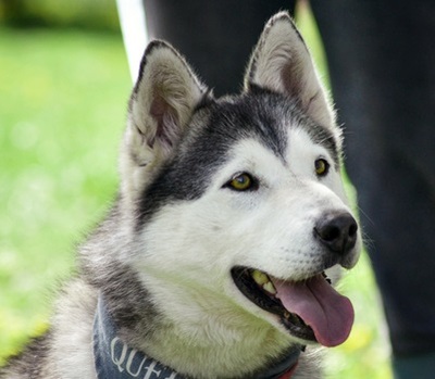 HELEN, Husky - Hündin