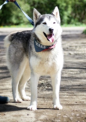 HELEN, Husky - Hündin