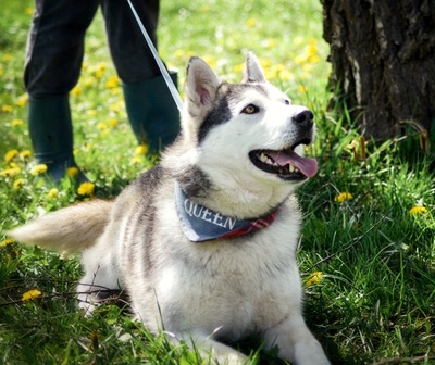 HELEN, Husky - Hündin