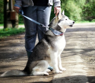 HELEN, Husky - Hündin