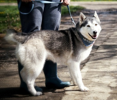 HELEN, Husky - Hündin