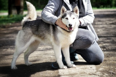 HELEN, Husky - Hündin