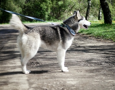 HELEN, Husky - Hündin