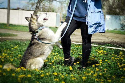 HELEN, Husky - Hündin