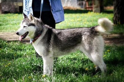 HELEN, Husky - Hündin