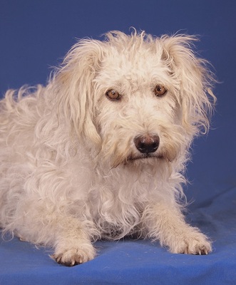 HELLA - sehr freundlich, ausgeglichen, verschmust, anhänglich, lebhaft, gelehrig, Mischling - Hündin