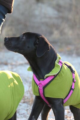 HENRIETTE Doggenmixwelpe, Doggenmischling Welpen - Hündin