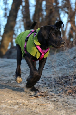 HENRIETTE Doggenmixwelpe, Doggenmischling Welpen - Hündin