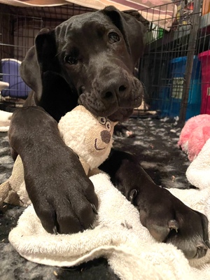 HENRIETTE Doggenmixwelpe, Doggenmischling Welpen - Hündin