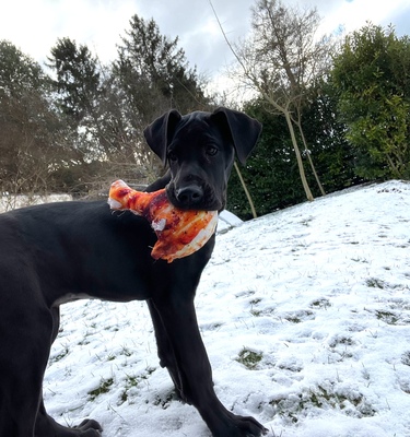 HENRIETTE Doggenmixwelpe, Doggenmischling Welpen - Hündin