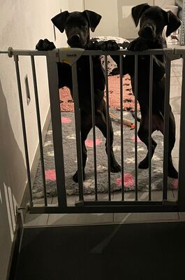 HENRIETTE Doggenmixwelpe, Doggenmischling Welpen - Hündin