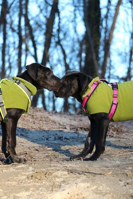 HENRIETTE Doggenmixwelpe, Doggenmischling Welpen - Hündin