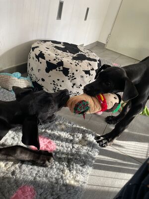 HENRIETTE Doggenmixwelpe, Doggenmischling Welpen - Hündin