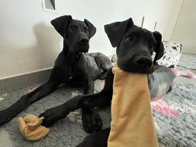 HENRIETTE Doggenmixwelpe, Doggenmischling Welpen - Hündin