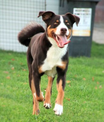 HENRY, Appenzeller Sennenhund - Rüde