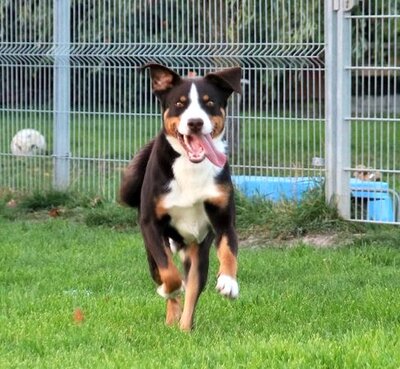 HENRY, Appenzeller Sennenhund - Rüde