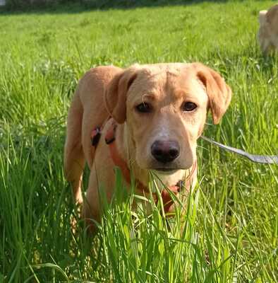 HENRYK, Labradormischling - Rüde