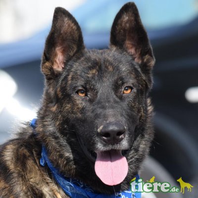 HERMES - Ubeda, Schäferhund - kastriert - Rüde