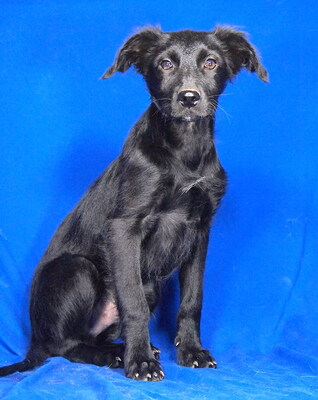 HOBBIT - R E S E R V I E R T !!!!! sehr lieb und verschmust, fröhlich, verspielt, lebhaft, gelehrig, Mischling - Rüde