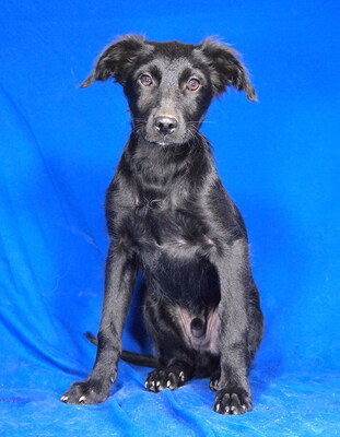 HOBBIT - sehr lieb und verschmust, fröhlich, verspielt, lebhaft, gelehrig, Mischling - Rüde