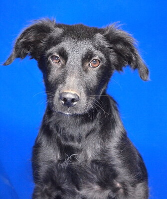 HOBBIT - sehr lieb und verschmust, fröhlich, verspielt, lebhaft, gelehrig