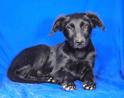 HOBBIT - sehr lieb und verschmust, fröhlich, verspielt, lebhaft, gelehrig, Mischling Welpen - Rüde