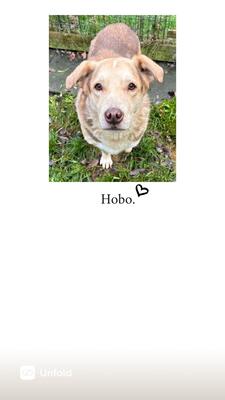 HOBO, Mischling - Rüde