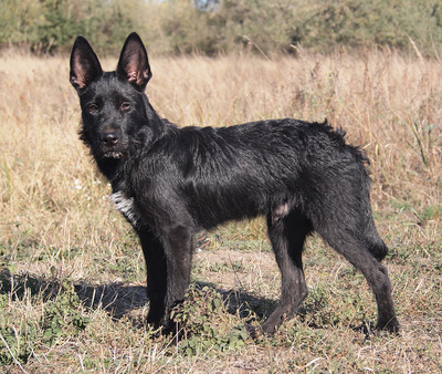 HOBO - sehr lieb, verschmust, neugierig, lebhaft, verspielt, gelehrig, Mischling - Rüde