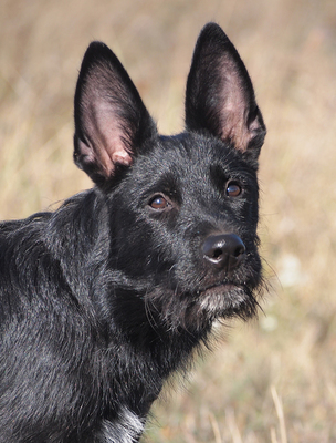 HOBO - sehr lieb, verschmust, neugierig, lebhaft, verspielt, gelehrig, Mischling - Rüde