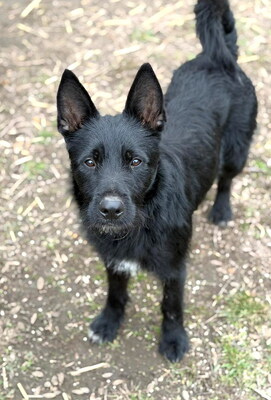HOBO - sehr lieb, verschmust, neugierig, lebhaft, verspielt, gelehrig, Mischling - Rüde