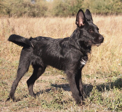 HOBO - sehr lieb, verschmust, neugierig, lebhaft, verspielt, gelehrig, Mischling - Rüde